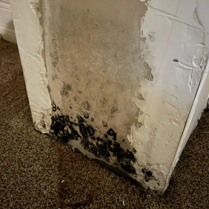 Professional Mold Removal in Greenwood, WI